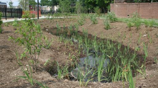 Bioswale